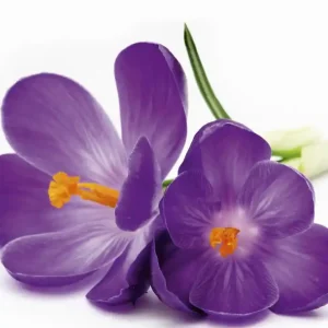 Tani Fototapeta na flizelinie MS-3-0144 CROCUS