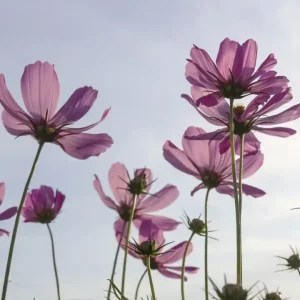 Fototapeta na flizelinie MS-3-0145 COSMOS FLOWERS Zniżka