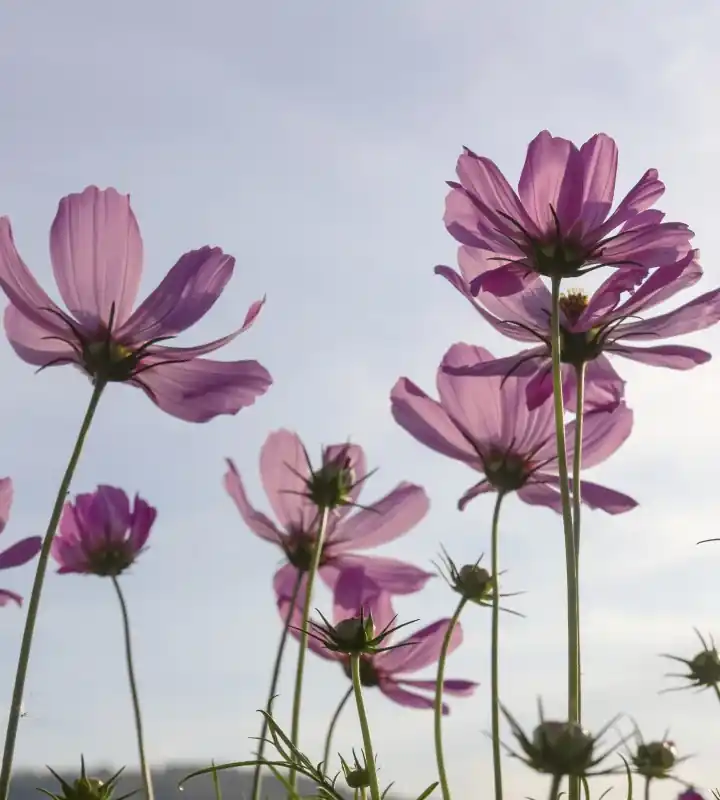 Fototapeta na flizelinie MS-3-0145 COSMOS FLOWERS Zniżka