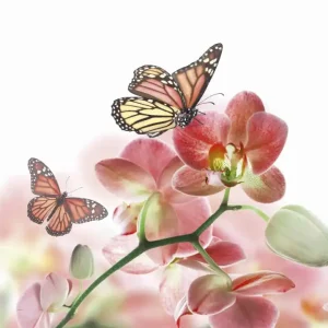 Darmowa dostawa Fototapeta na flizelinie MS-3-0146 ORCHIDS AND BUTTERFLY