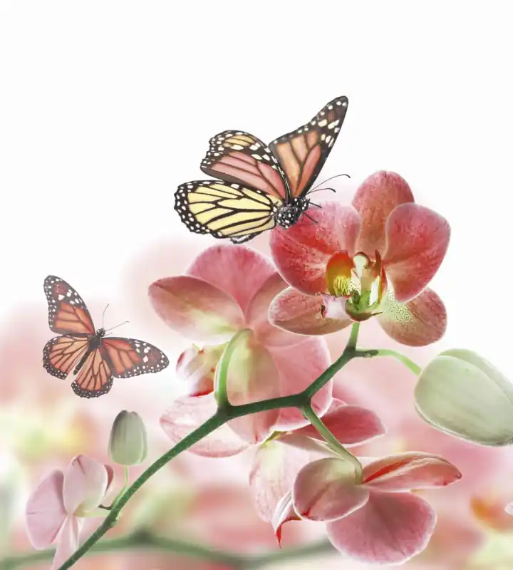 Darmowa dostawa Fototapeta na flizelinie MS-3-0146 ORCHIDS AND BUTTERFLY