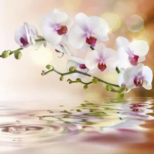Fototapeta na flizelinie MS-3-0147 WHITE ORCHID Tani