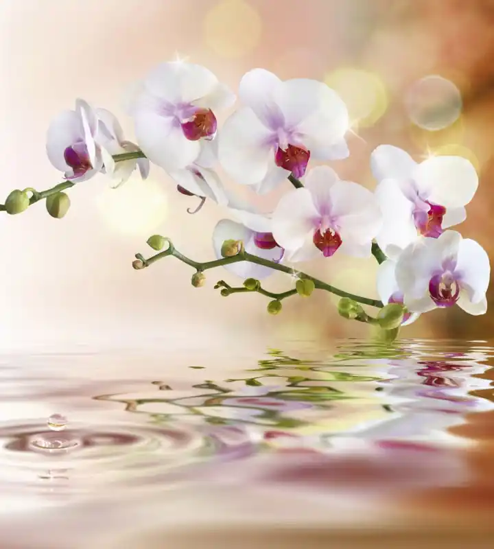 Fototapeta na flizelinie MS-3-0147 WHITE ORCHID Tani