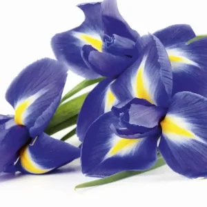 Dostępne od ręki Fototapeta na flizelinie MS-3-0149 IRIS