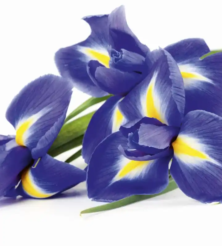 Dostępne od ręki Fototapeta na flizelinie MS-3-0149 IRIS