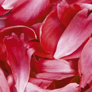 Oferta limitowana Fototapeta na flizelinie MS-3-0151 RED PETALS