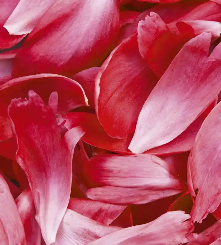 Oferta limitowana Fototapeta na flizelinie MS-3-0151 RED PETALS