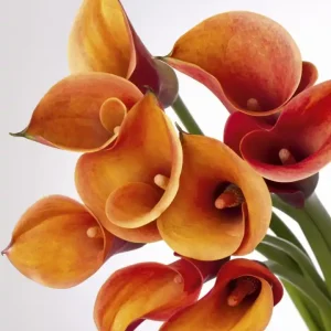 Wybór klientów Fototapeta na flizelinie MS-3-0152 CALLA