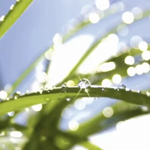 Premium Fototapeta na flizelinie MS-3-0154 GRASS