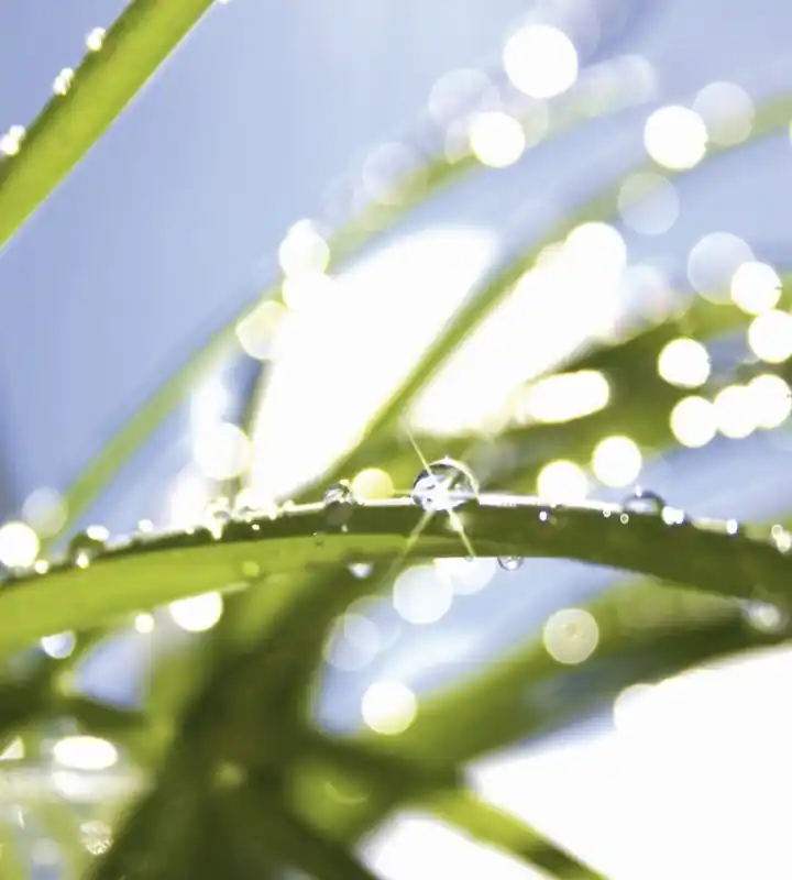 Premium Fototapeta na flizelinie MS-3-0154 GRASS