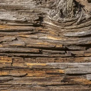 Ostatnie sztuki Fototapeta na flizelinie MS-3-0159 TREE BARK