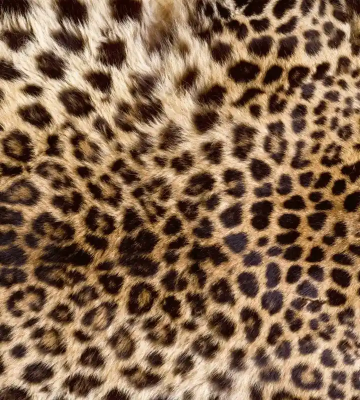 Bezpieczna płatność Fototapeta na flizelinie MS-3-0184 LEOPARD SKIN