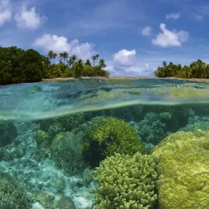 Obniżka ceny Fototapeta na flizelinie MS-3-0200 CORAL REEF