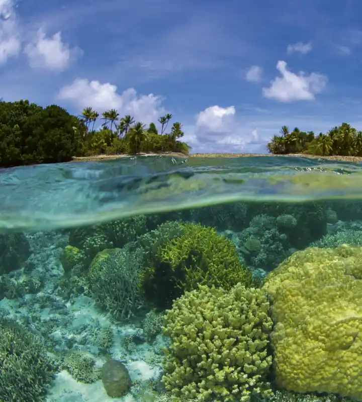 Obniżka ceny Fototapeta na flizelinie MS-3-0200 CORAL REEF