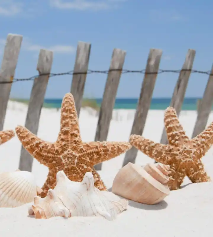 Wyjątkowa oferta Fototapeta na flizelinie MS-3-0206 STARFISH