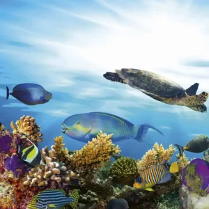 Oferta limitowana Fototapeta na flizelinie MS-3-0216 FISH