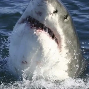 Fototapeta na flizelinie MS-3-0217 SHARK Łatwy zwrot