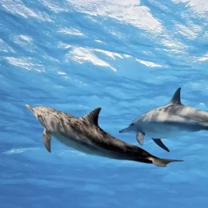 Fototapeta na flizelinie MS-3-0218 DOLPHINS Tylko dziś