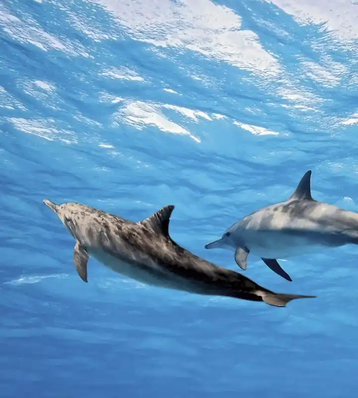 Fototapeta na flizelinie MS-3-0218 DOLPHINS Tylko dziś
