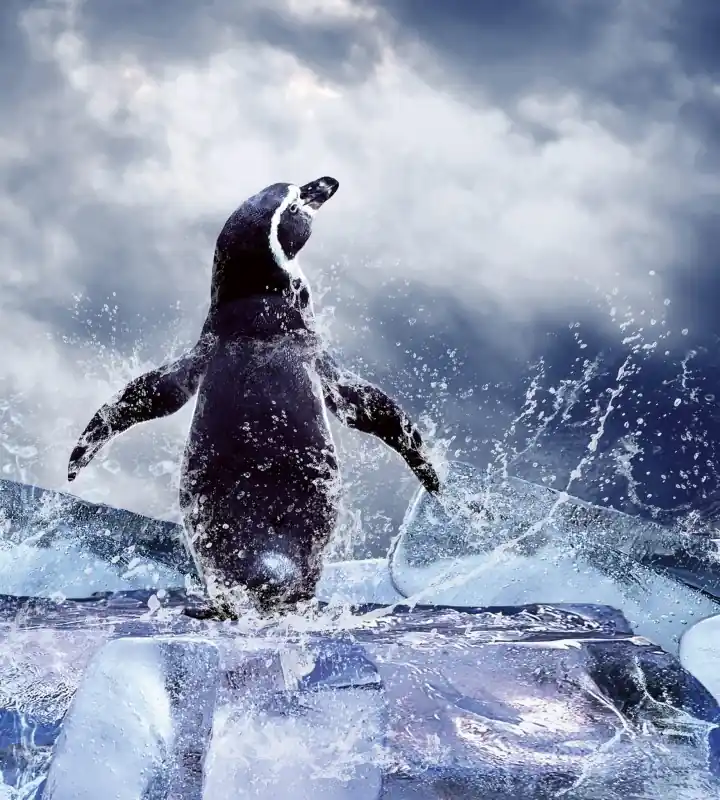 Fototapeta na flizelinie MS-3-0219 PENGUIN Hit sprzedaży