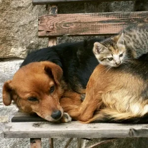 Bezpieczne zakupy Fototapeta na flizelinie MS-3-0221 CAT AND DOG