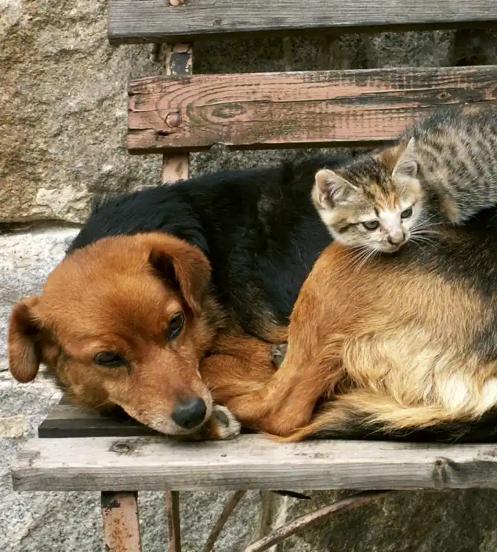 Bezpieczne zakupy Fototapeta na flizelinie MS-3-0221 CAT AND DOG