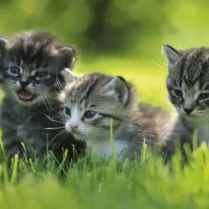 Hit sprzedaży Fototapeta na flizelinie MS-3-0222 KITTENS