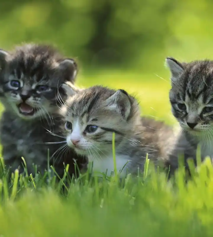 Hit sprzedaży Fototapeta na flizelinie MS-3-0222 KITTENS