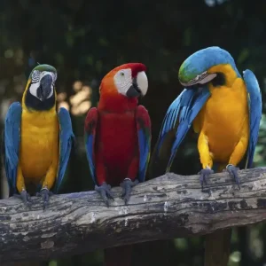 Ograniczona ilość Fototapeta na flizelinie MS-3-0223 COLOURFUL MACAW