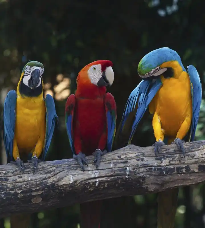 Ograniczona ilość Fototapeta na flizelinie MS-3-0223 COLOURFUL MACAW