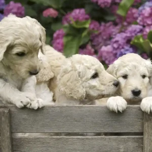 Zniżka Fototapeta na flizelinie MS-3-0224 LABRADOR PUPPIES