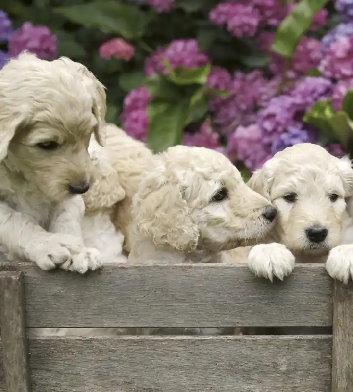Zniżka Fototapeta na flizelinie MS-3-0224 LABRADOR PUPPIES