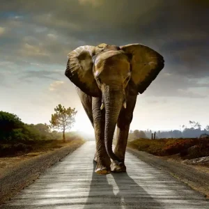 Fototapeta na flizelinie MS-3-0225 WALKING ELEPHANT Dodaj do koszyka