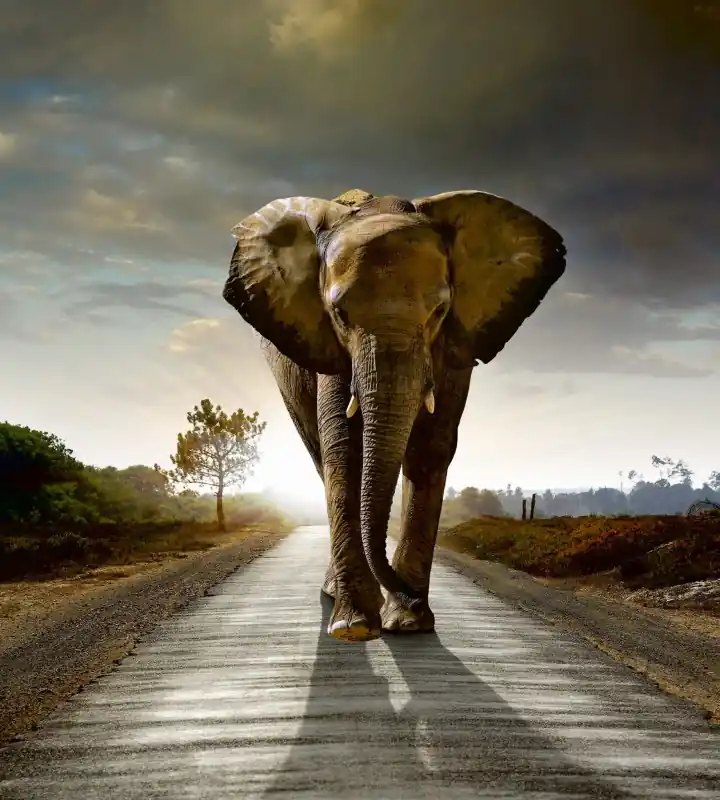 Fototapeta na flizelinie MS-3-0225 WALKING ELEPHANT Dodaj do koszyka