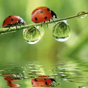 Fototapeta na flizelinie MS-3-0226 LADYBIRD Kup online