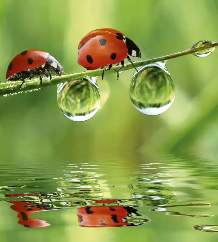 Fototapeta na flizelinie MS-3-0226 LADYBIRD Kup online