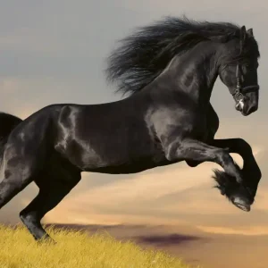 Nie przegap Fototapeta na flizelinie MS-3-0228 HORSE