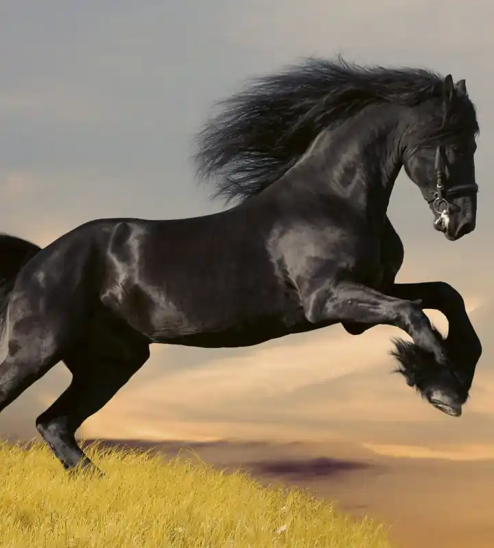 Nie przegap Fototapeta na flizelinie MS-3-0228 HORSE