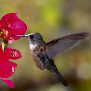 Fototapeta na flizelinie MS-3-0230 HUMMINGBIRD Darmowy zwrot