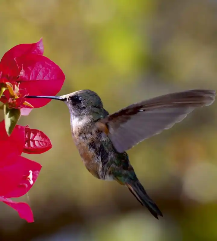 Fototapeta na flizelinie MS-3-0230 HUMMINGBIRD Darmowy zwrot