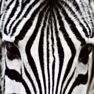 Ostatnie sztuki Fototapeta na flizelinie MS-3-0234 ZEBRA