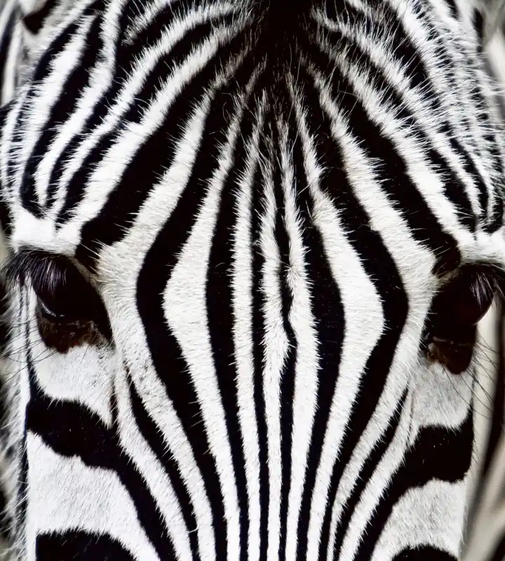 Ostatnie sztuki Fototapeta na flizelinie MS-3-0234 ZEBRA