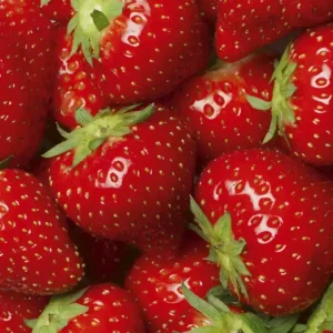 Fototapeta na flizelinie MS-3-0241 STRAWBERRY Wybór klientów