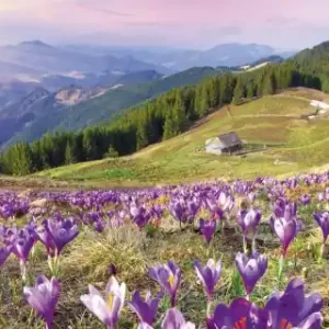 Wyjątkowa oferta Fototapeta na flizelinie MP-2-0064 CROCUSES AT SPRING