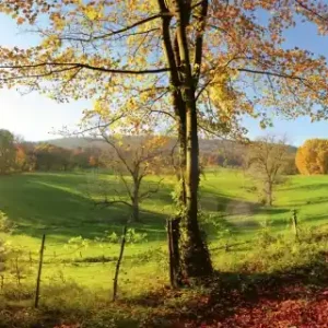 Fototapeta na flizelinie MP-2-0066 MEADOW Okazja