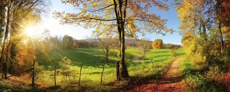 Fototapeta na flizelinie MP-2-0066 MEADOW Okazja