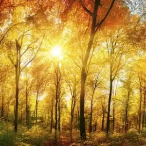 Fototapeta na flizelinie MP-2-0067 SUNNY FOREST Oferta