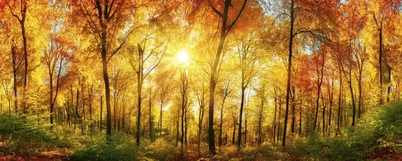 Fototapeta na flizelinie MP-2-0067 SUNNY FOREST Oferta
