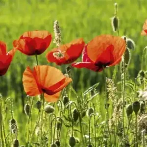Fototapeta na flizelinie MP-2-0092 POPPY FIELD Tani
