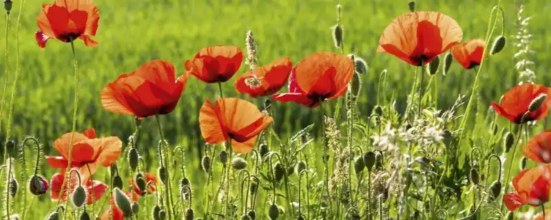 Fototapeta na flizelinie MP-2-0092 POPPY FIELD Tani